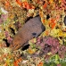 moray_giant_mut_baa_h_0364_mal2062.jpg